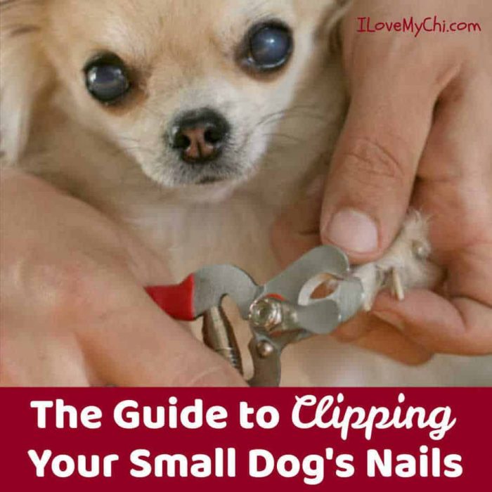 chihuahua getting nails clipped