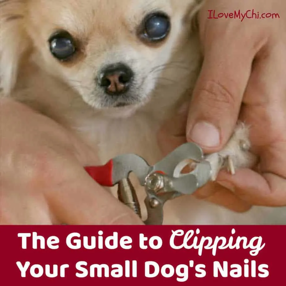 How To Cut Dogs' Nails Without Pain Or Fear | Canine Habit
