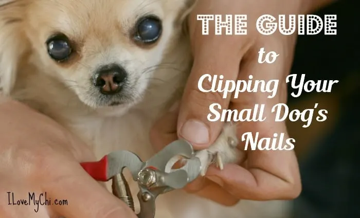 The Guide to Clipping Your Small Dog's Nails - I Love My Chi