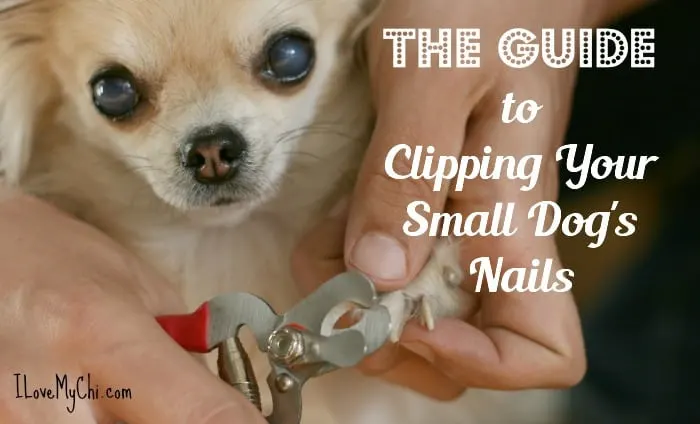 Best tool to outlet clip dog nails