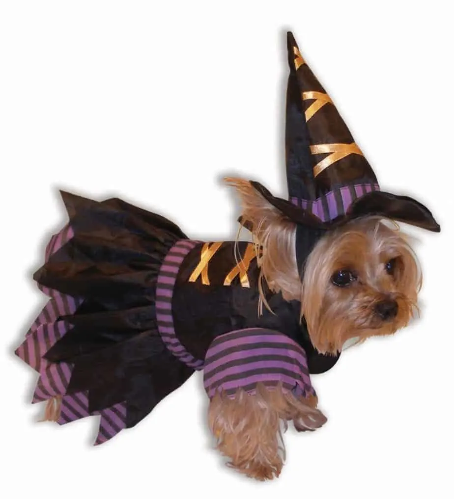  Dog Halloween Costumes Tulle Dresses, Wickedly Cute Halloween  Costumes for Dogs Funny Puppy Dress with Bow for Small Large Dogs, Pumpkin  Witch Bat Pet Costume Halloween Christmas (S/Wickedly Cute) 