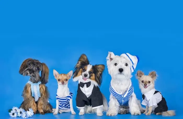 A group of 5 dogs sitting side by side.