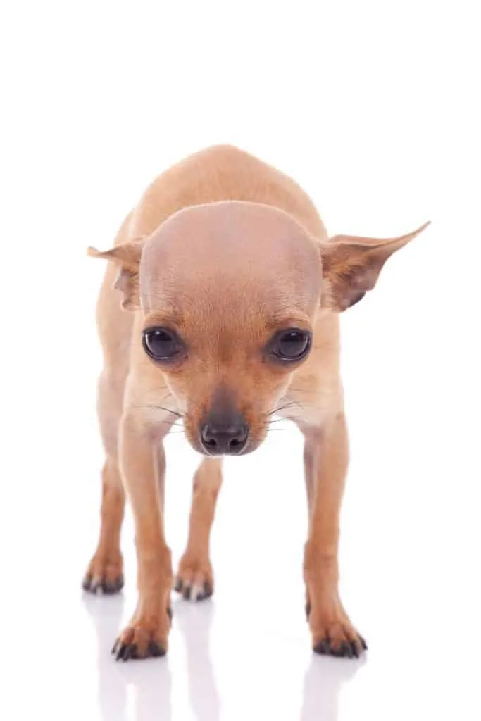 frightened Chihuahua