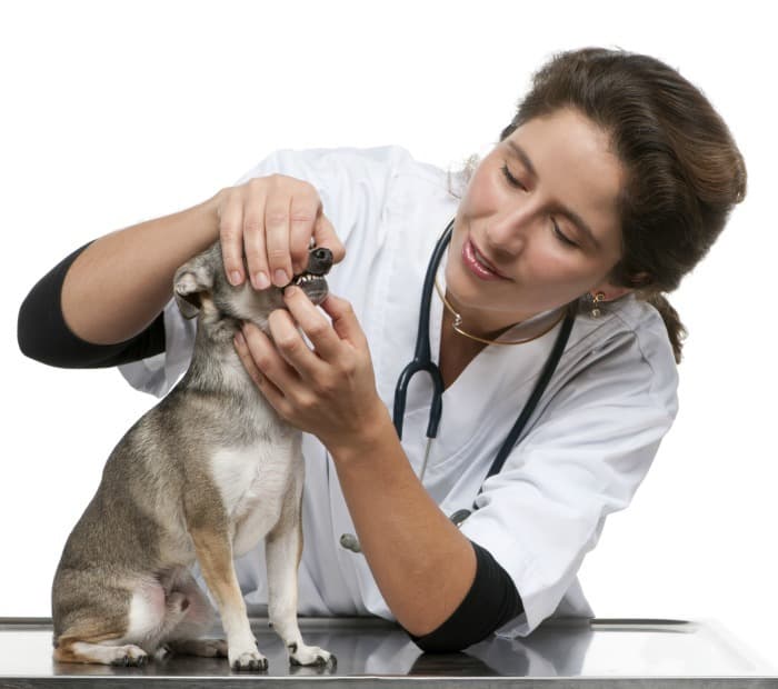 Vet checking Chihuahua's mouth.