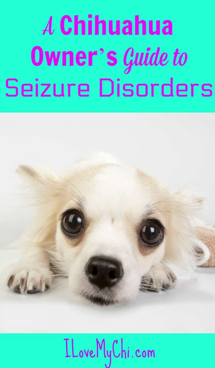 A Chihuahua Owner’s Guide to Seizure Disorders
