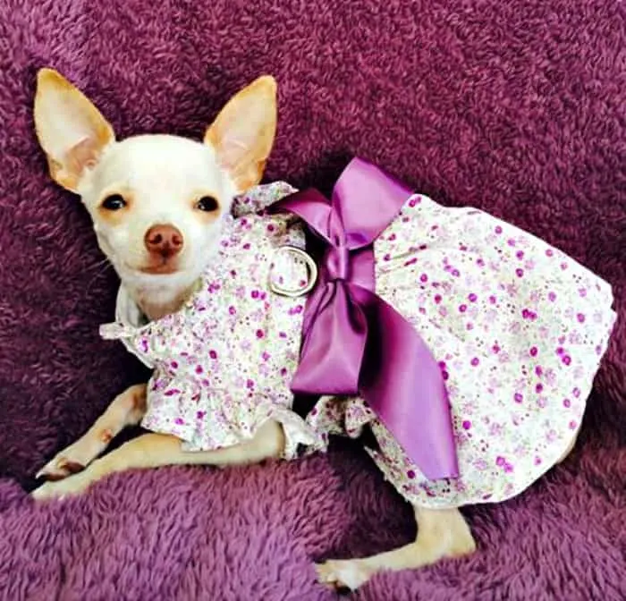 fawn chihuahua in dress