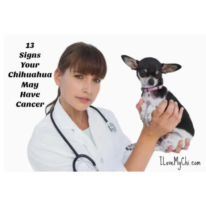 female veterinarian holding a chihuahua