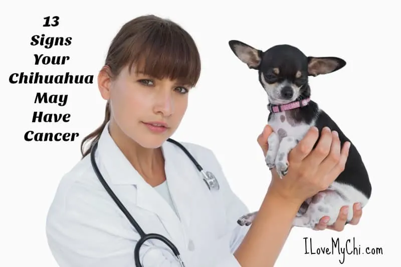 do chihuahua get cancer?