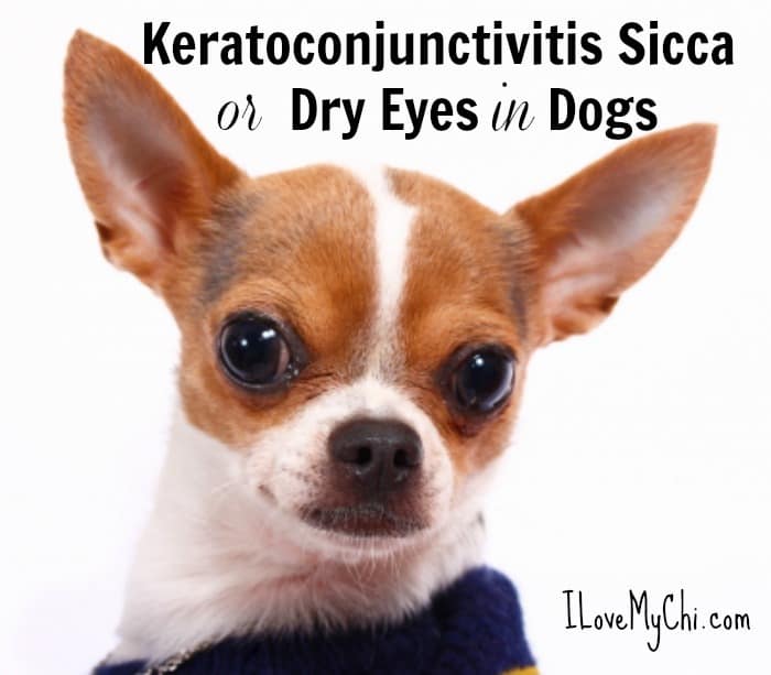 can canine dry eye be cured