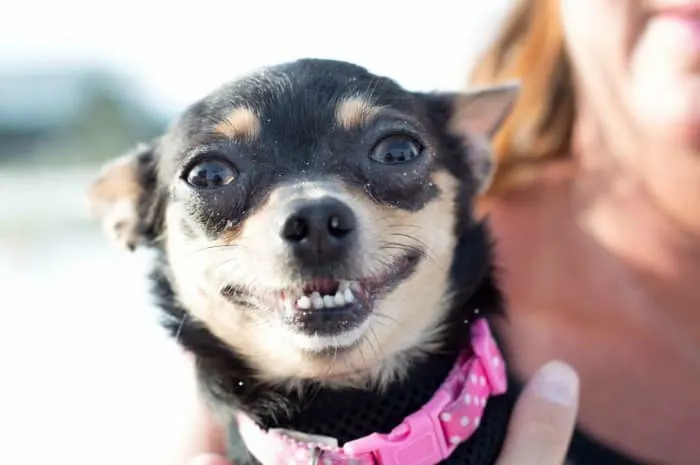 chihuahua with dry eyes