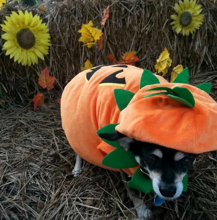 chihuahua in pumpkin costume