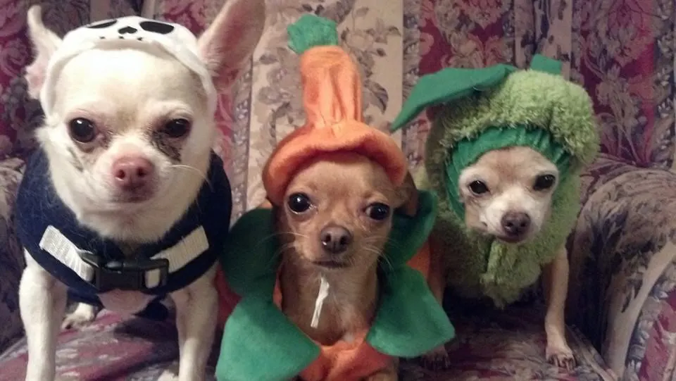 Chihuahuas dressed in costumes.