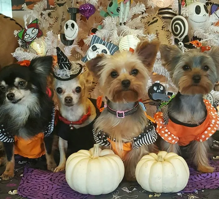 Chihuahua halloween best sale