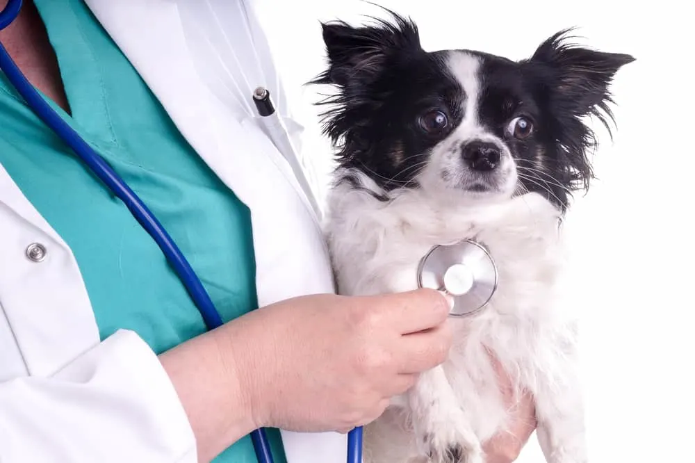 chihuahua being checked by vet