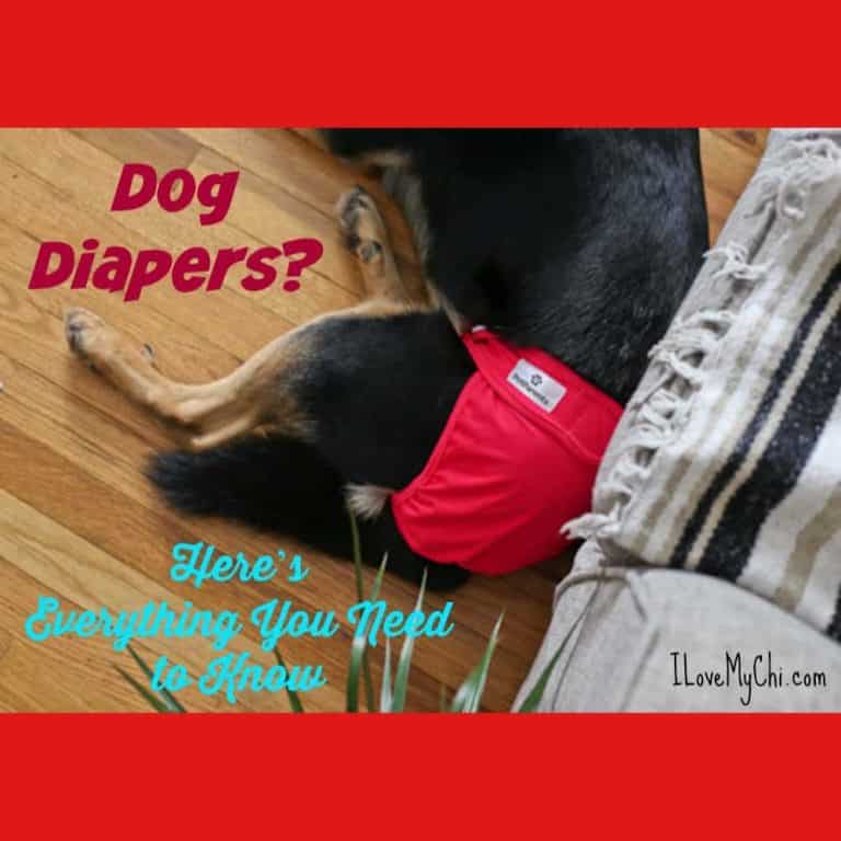 chihuahua in a red diaper