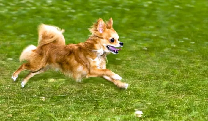 running chihuahua