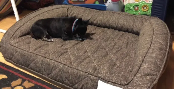 long-shoot-of-kilo-on-brentwood-pet-bed