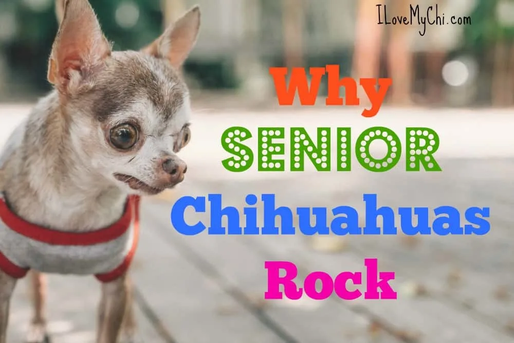 why senior chihuahuas rock