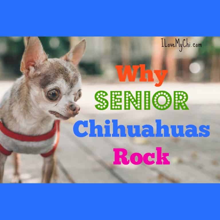 senior chihuahua walking on sidewalk