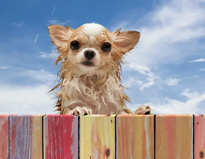 wet-stinky-chihuahua