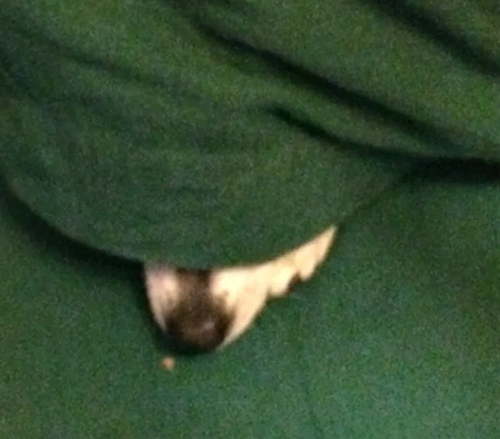 kissy the chihuahua snuggling under blanket