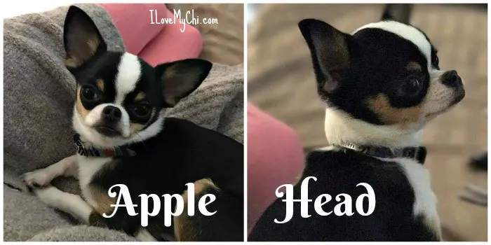 Front and side view of an apple head chihuahua.