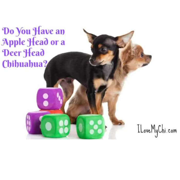 a deerhead and applehead chihuahua standing side by side. Dog toy dice by the dogs
