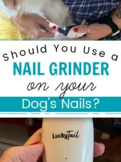 chihuahua getting nails grinded and photo of a nail grinder