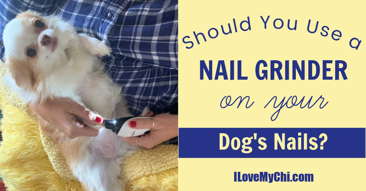 Should You Use a Nail Grinder on Your Dogs Nails 2