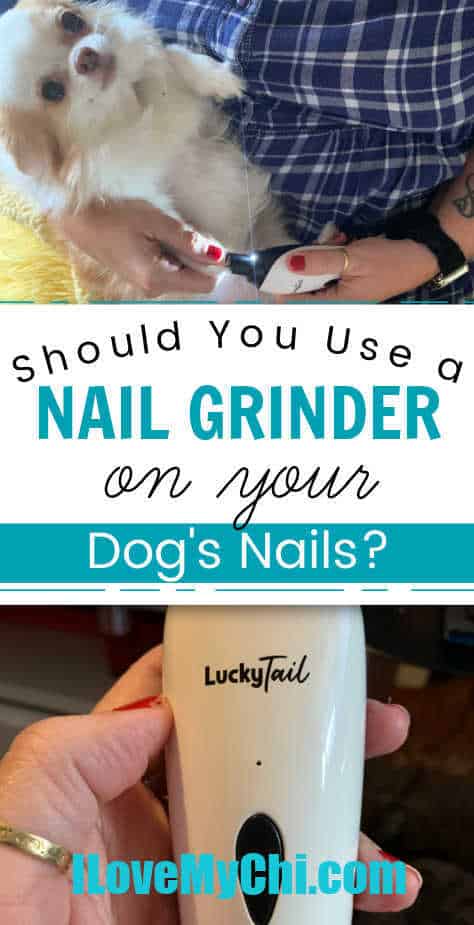 chihuahua getting nails grinded and photo of a nail grinder