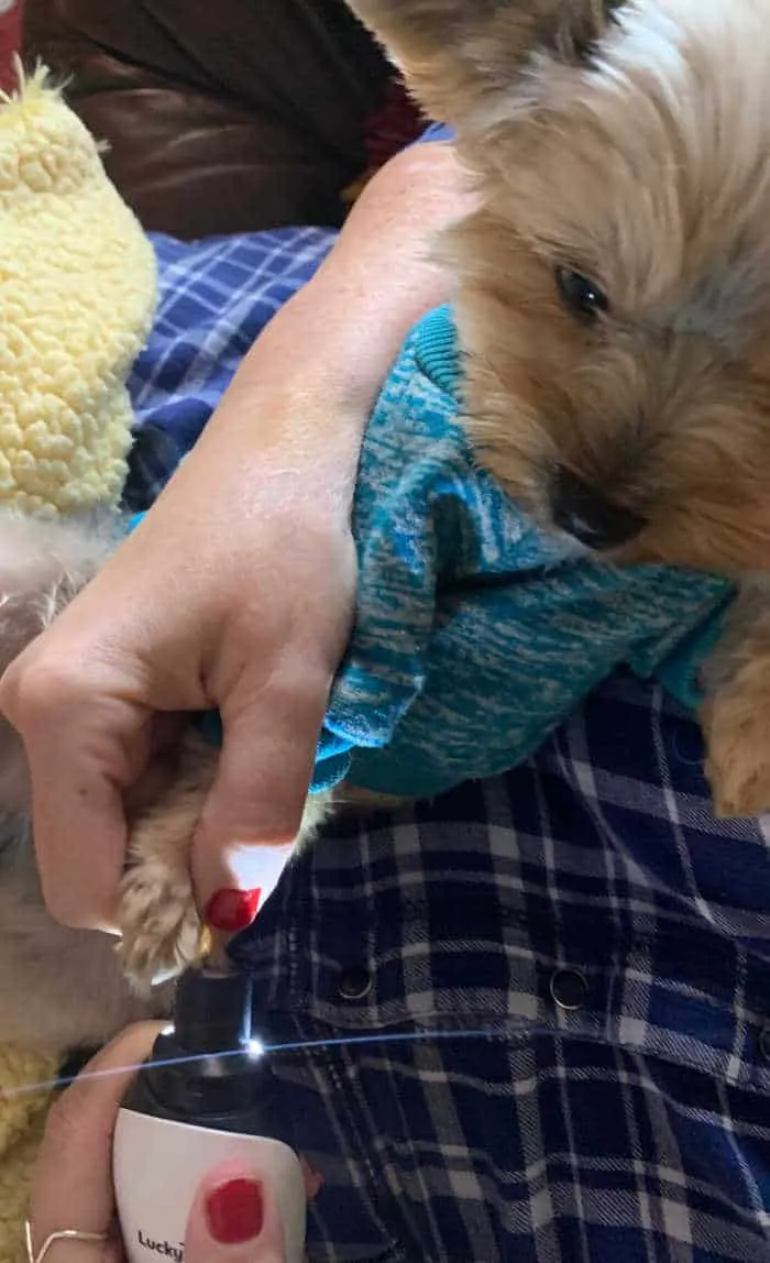yorkshire terrier getting nails ground