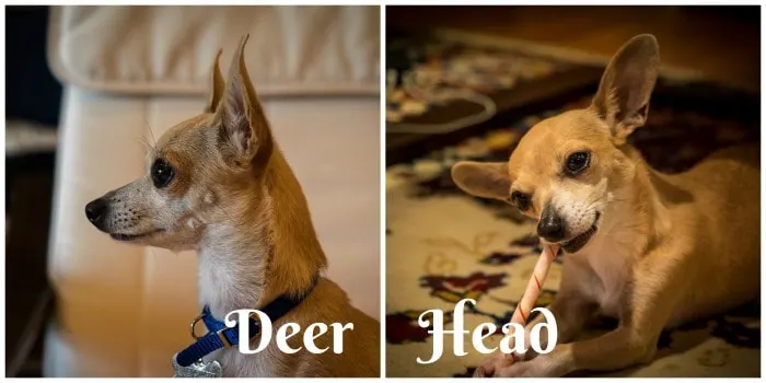 Side and front view of a deer head chihuahua.