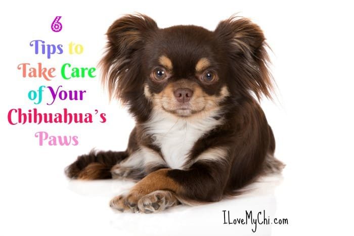 6 tips to take care of your chihuahua's paws