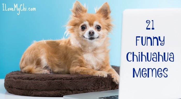 21 Funny Chihuahua Memes | I Love My Chi