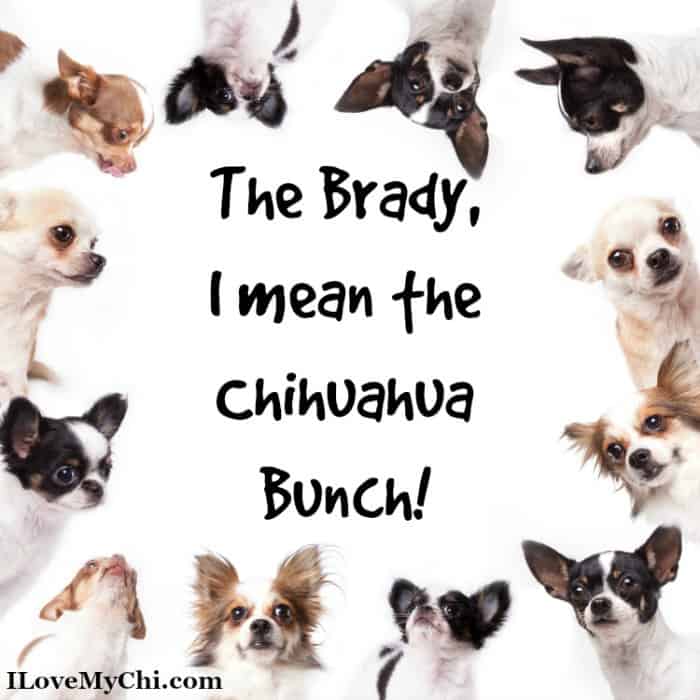 funny chihuahua meme