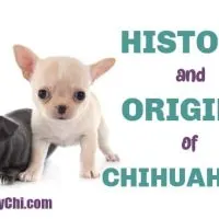 black chihuahua puppy and fawn chihuahua puppy