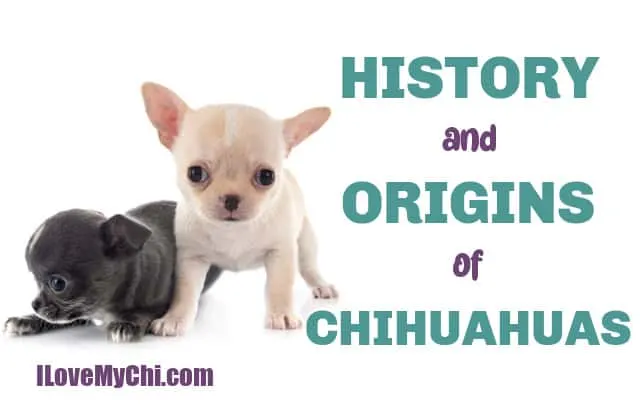black chihuahua puppy and fawn chihuahua puppy