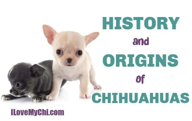 Fascinating History and Origins of Chihuahuas - I Love My Chi