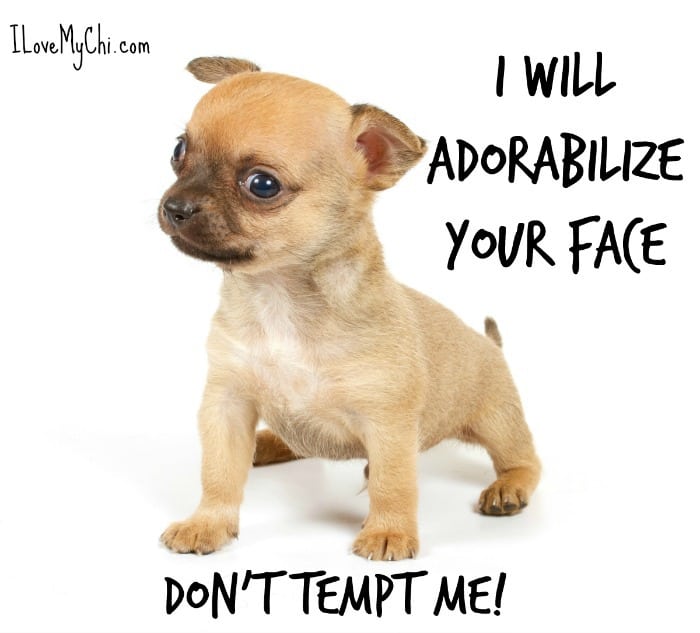 funny chihuahua meme