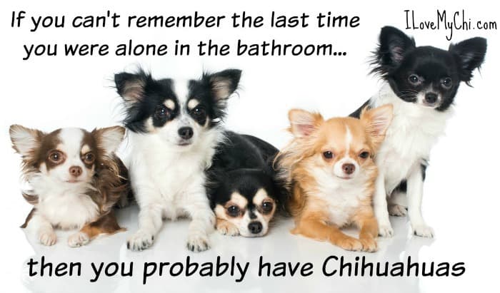 funny chihuahua meme