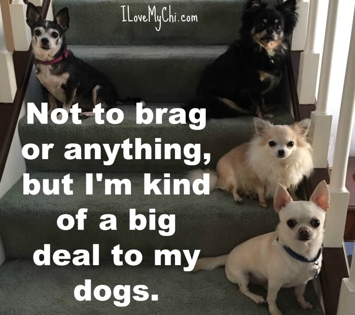 Featured image of post Funny Dog Pictures Chihuahua