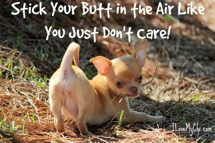 funny chihuahua meme