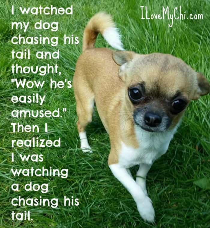 humorous dog meme