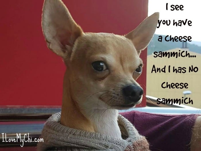 21 Funny Chihuahua Memes - I Love My Chi