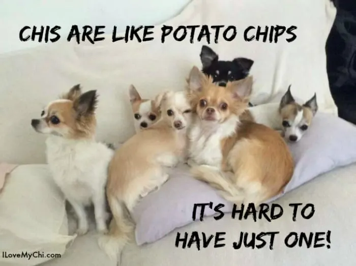 funny chihuahua meme