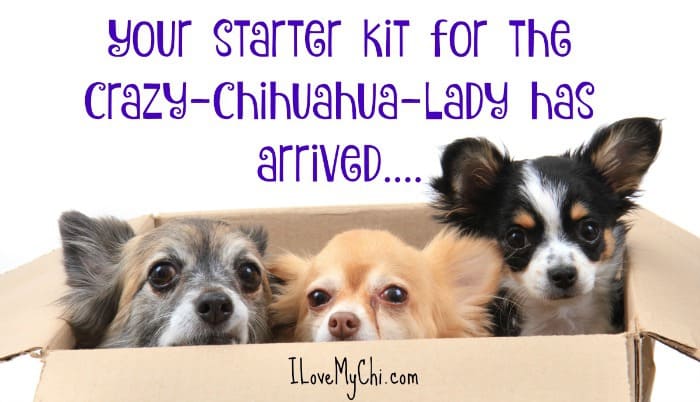 funny chihuahua meme