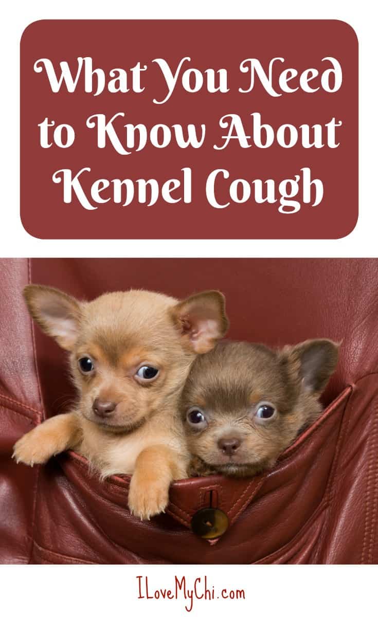 What You Need to Know About Kennel Cough