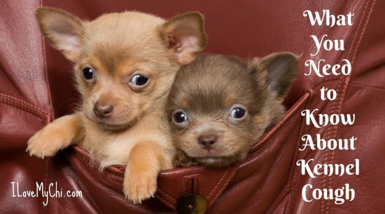 2 chihuahua puppies in a pocket