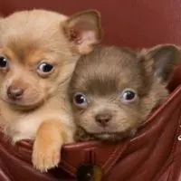 2 chihuahua puppies in a pocket