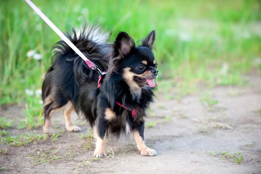 chihuahua with harness and leash